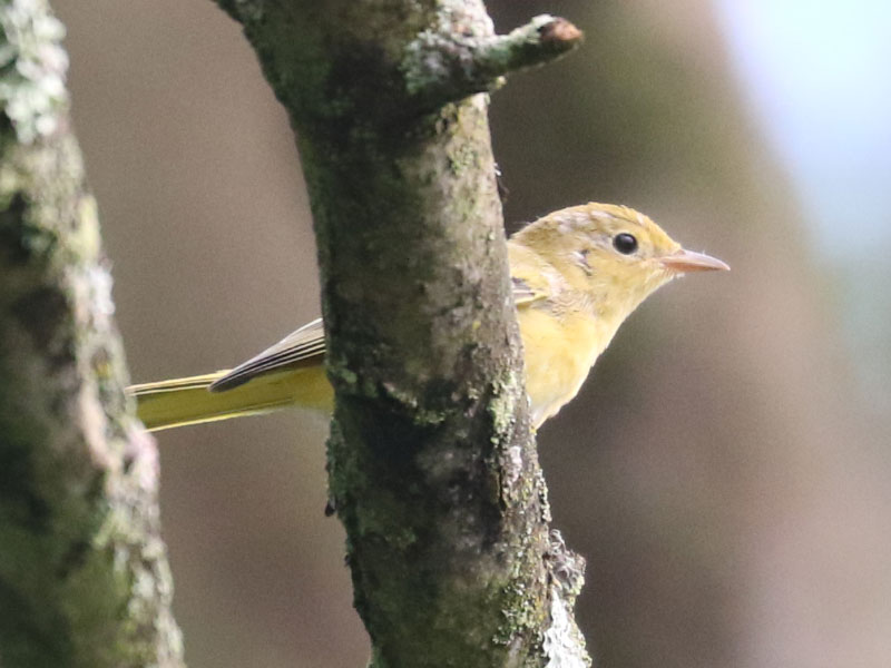 Mystery bird to be identified