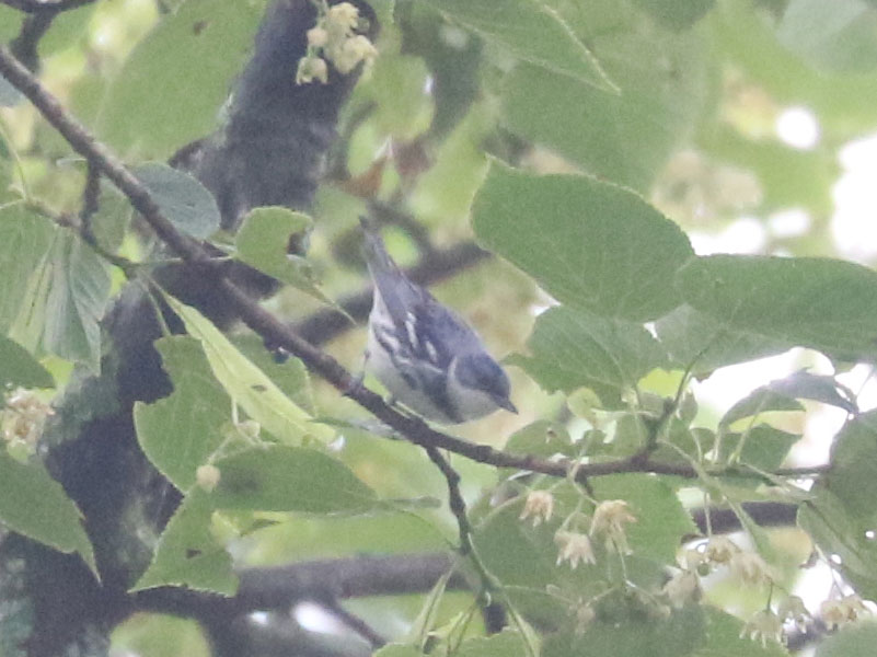 Mystery bird to be identified