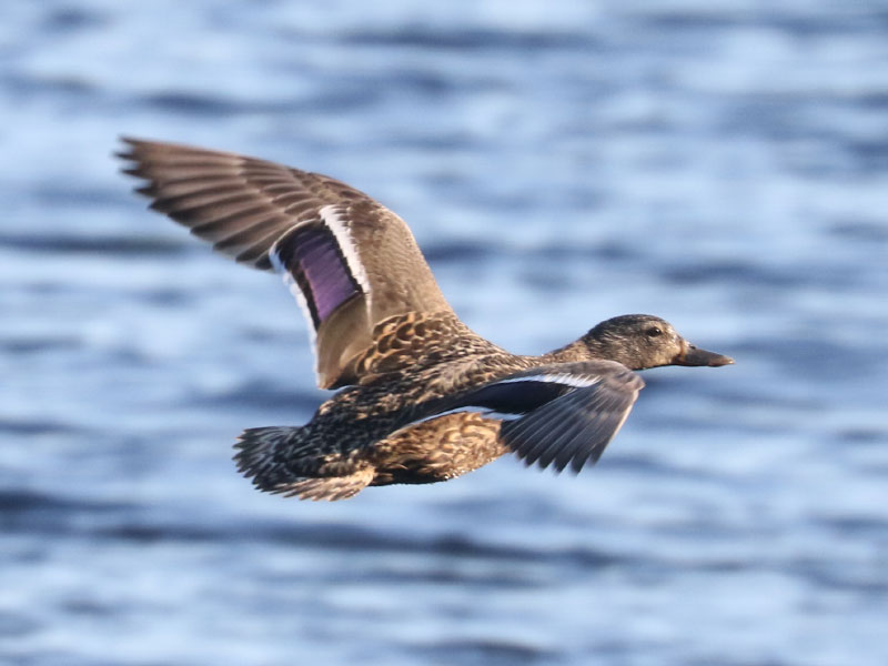 Mystery bird to be identified