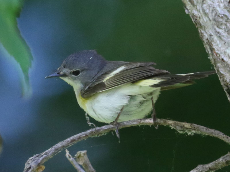 Mystery bird to be identified