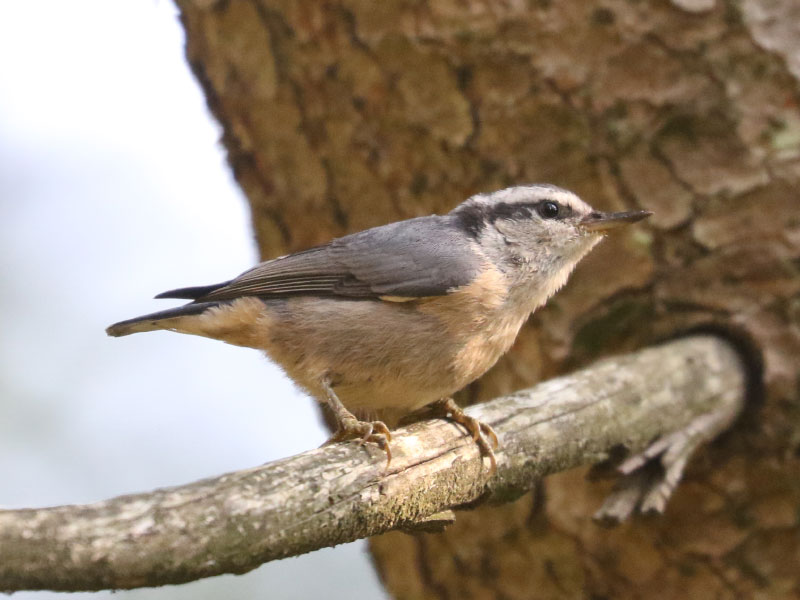 Mystery bird to be identified