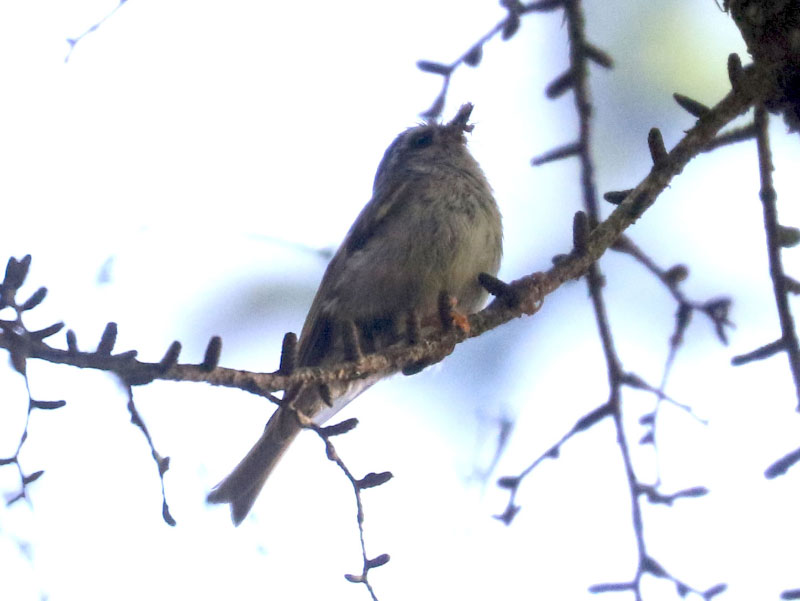 Mystery bird to be identified