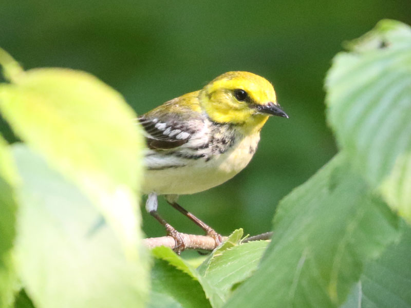 Mystery bird to be identified