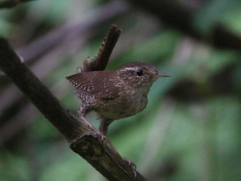 Mystery bird to be identified