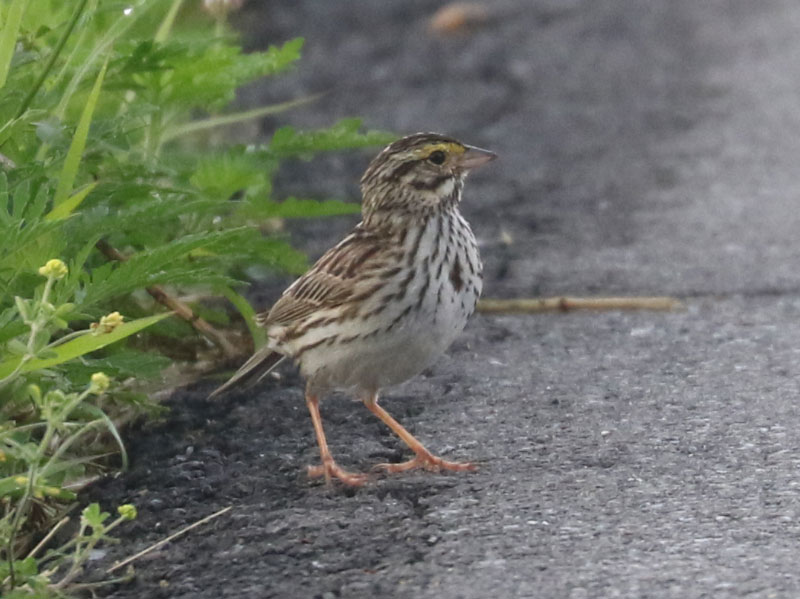 Mystery bird to be identified