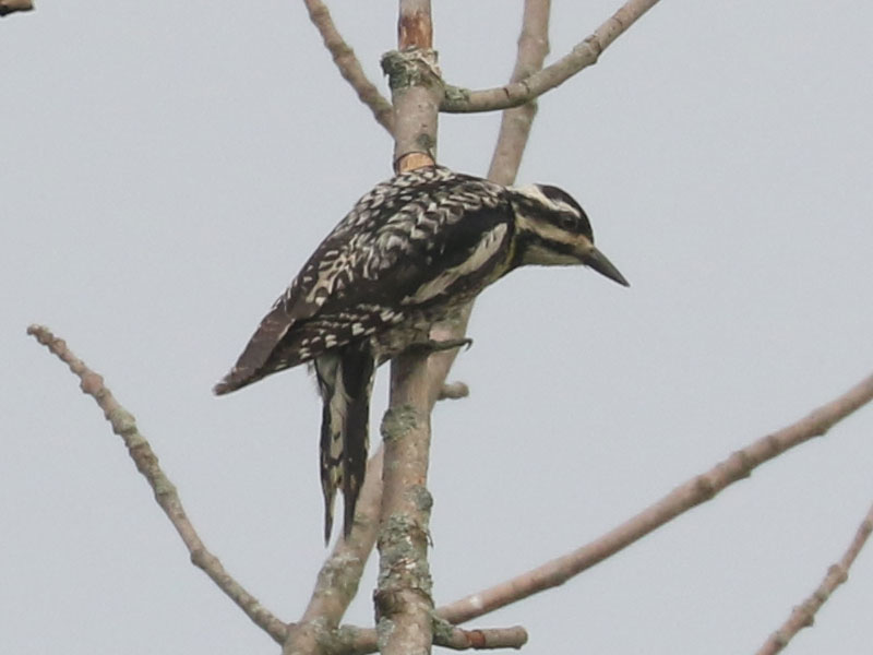 Mystery bird to be identified