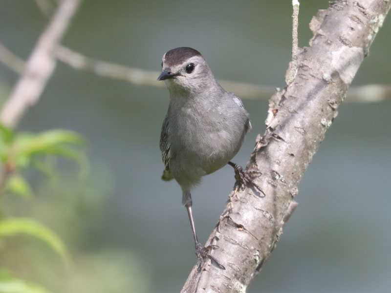 Mystery bird to be identified