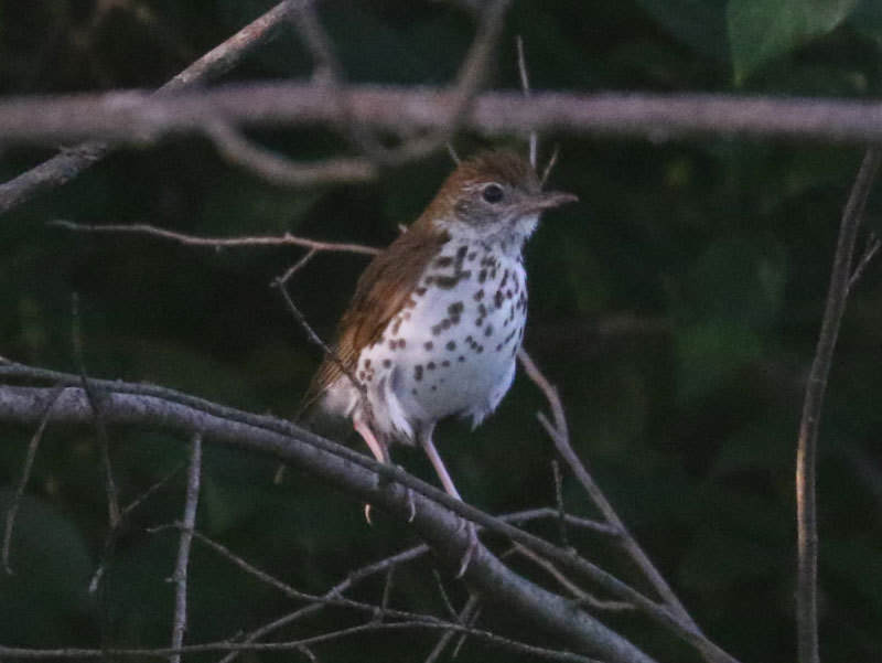 Mystery bird to be identified