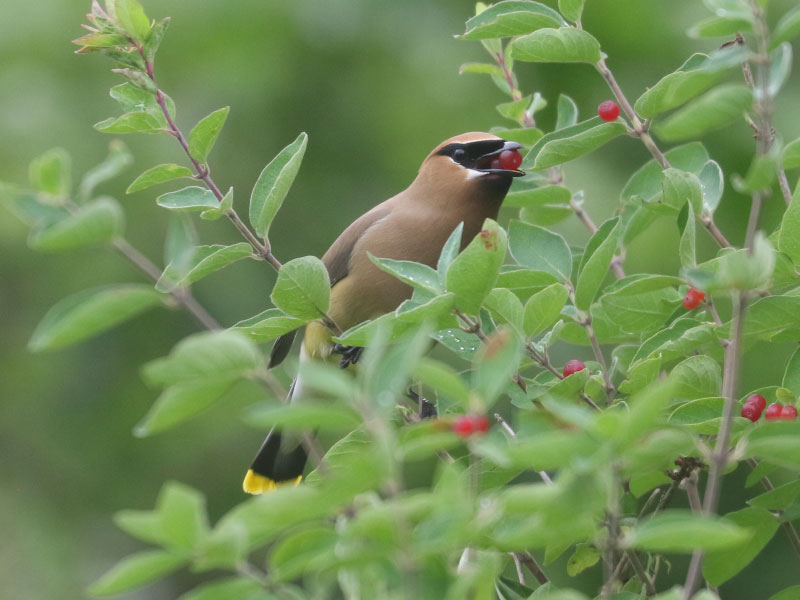 Mystery bird to be identified