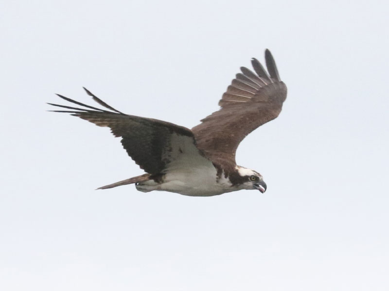 Mystery bird to be identified