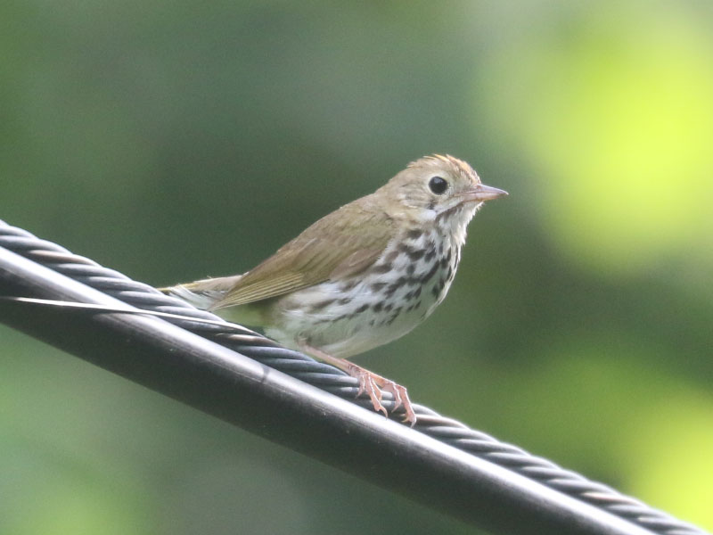 Mystery bird to be identified