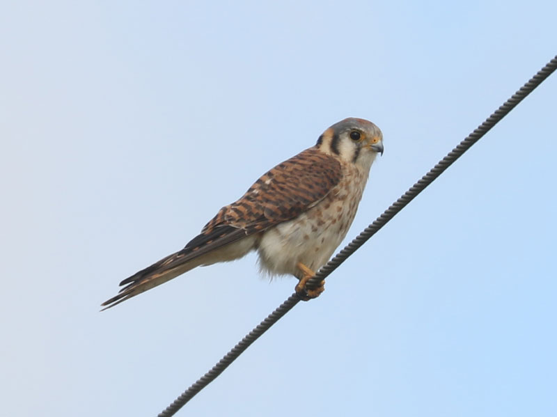 Mystery bird to be identified