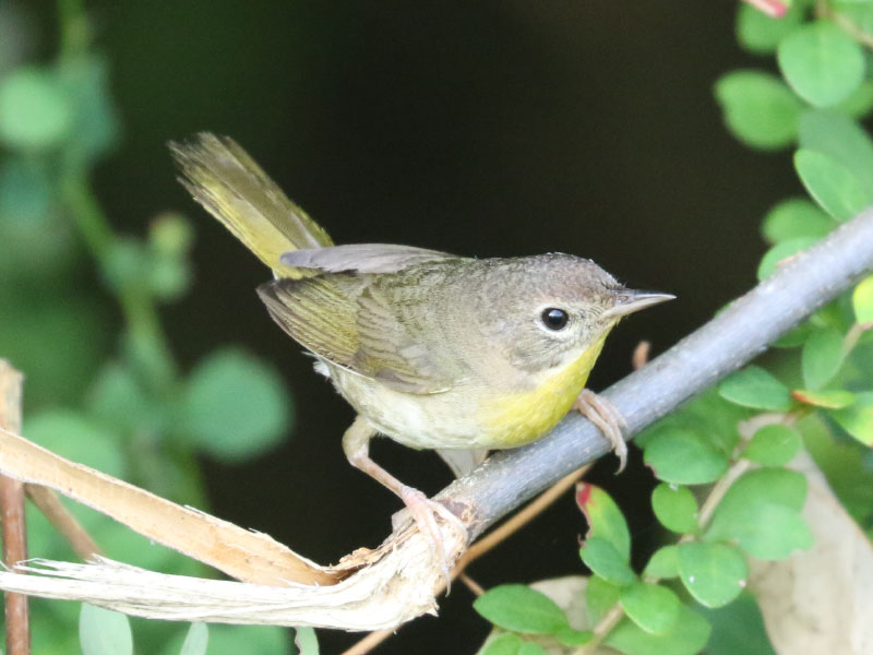 Mystery bird to be identified