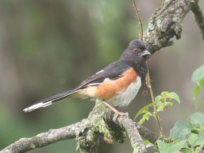 Mystery bird to be identified