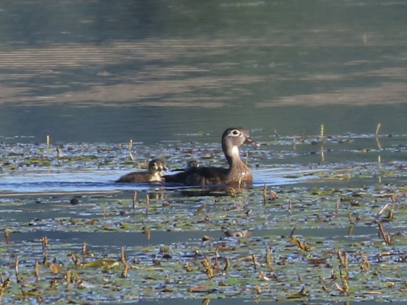 Mystery bird to be identified