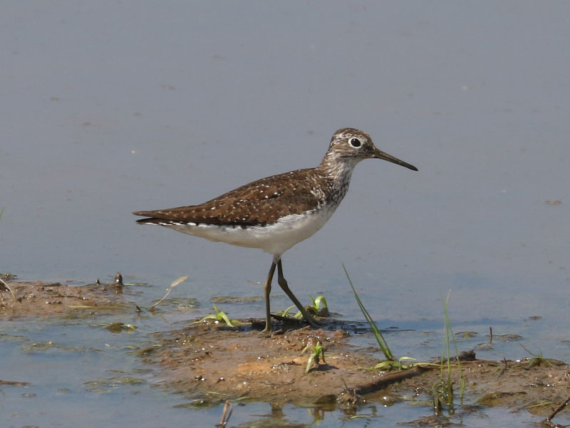 Mystery bird to be identified