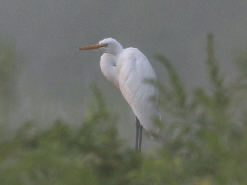 Mystery bird to be identified