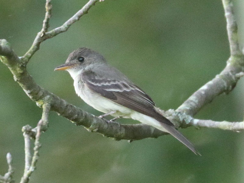 Mystery bird to be identified