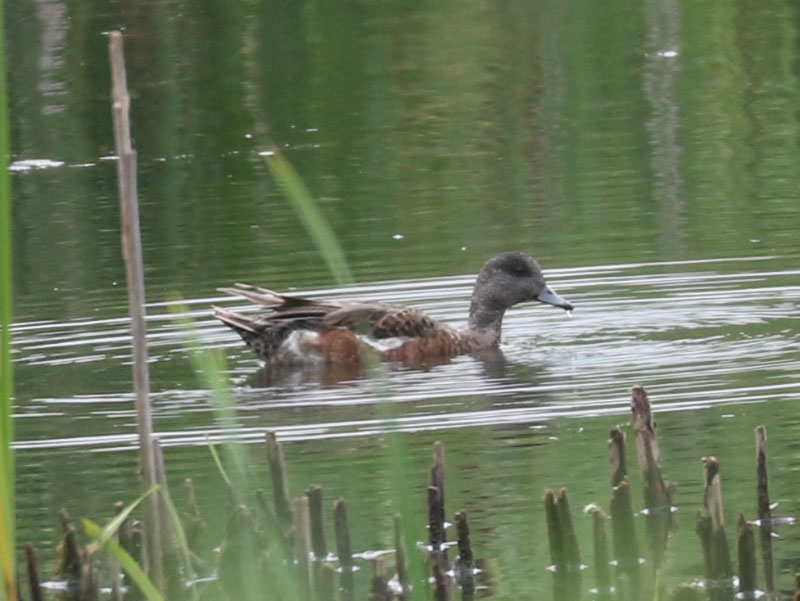 Mystery bird to be identified