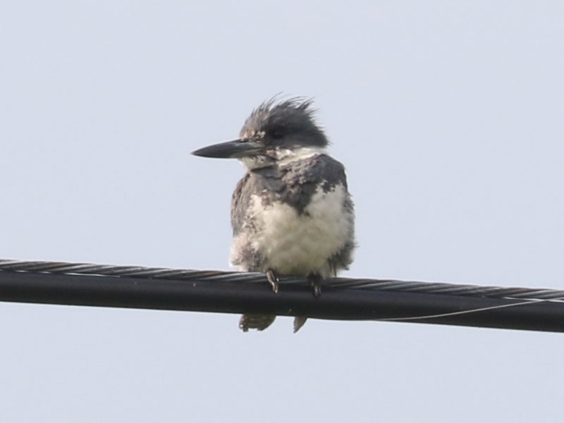 Mystery bird to be identified