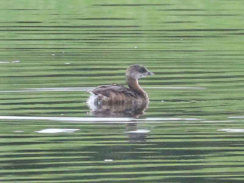 Mystery bird to be identified