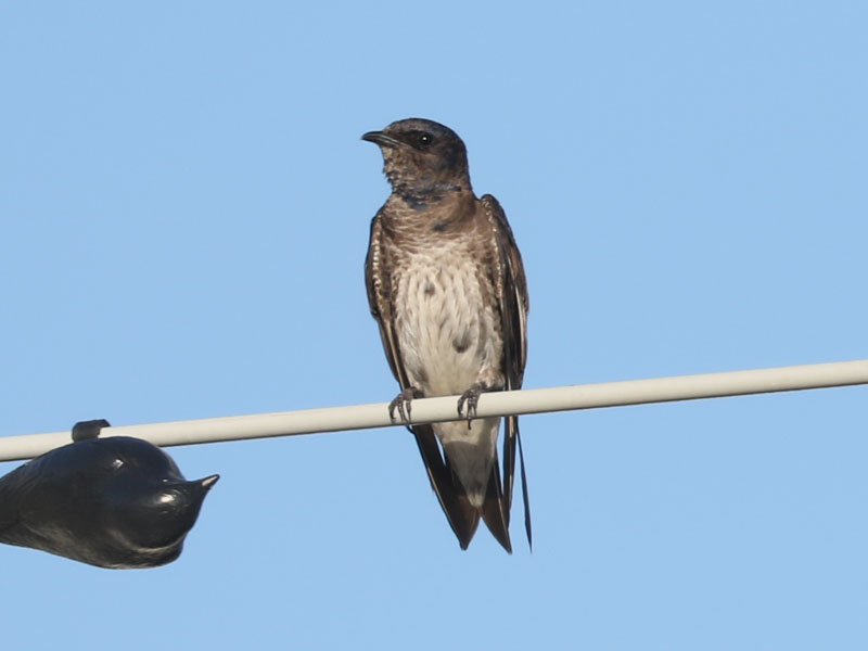 Mystery bird to be identified