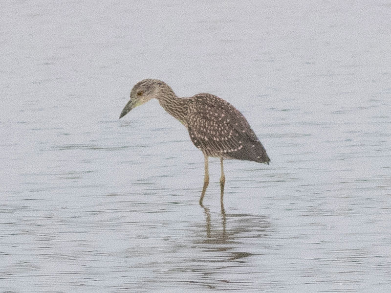 Mystery bird to be identified