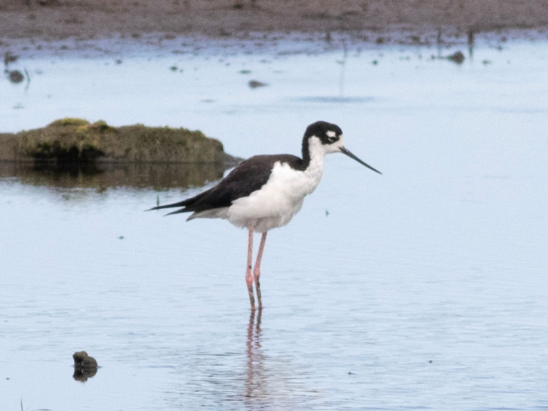 Mystery bird to be identified