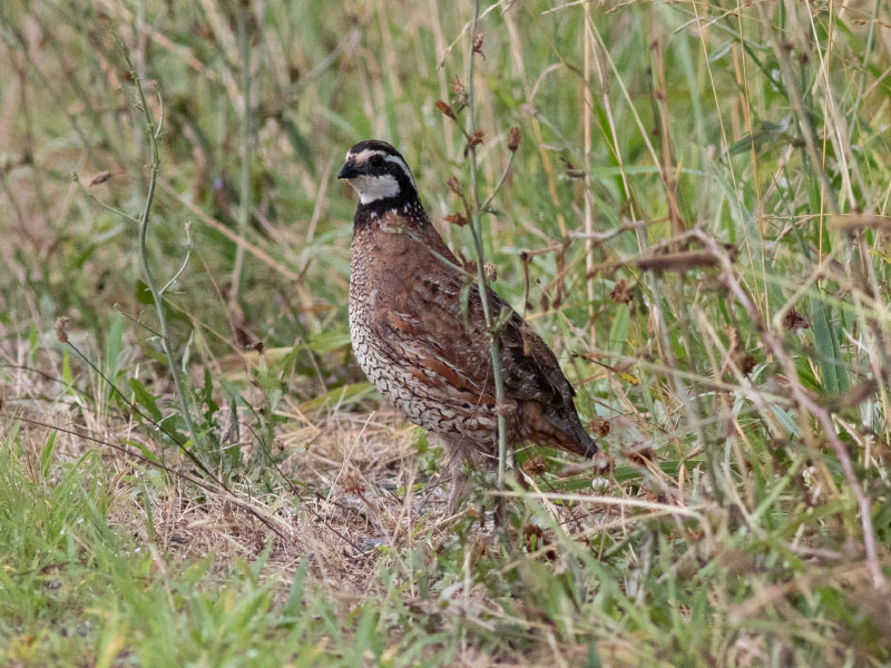 Mystery bird to be identified