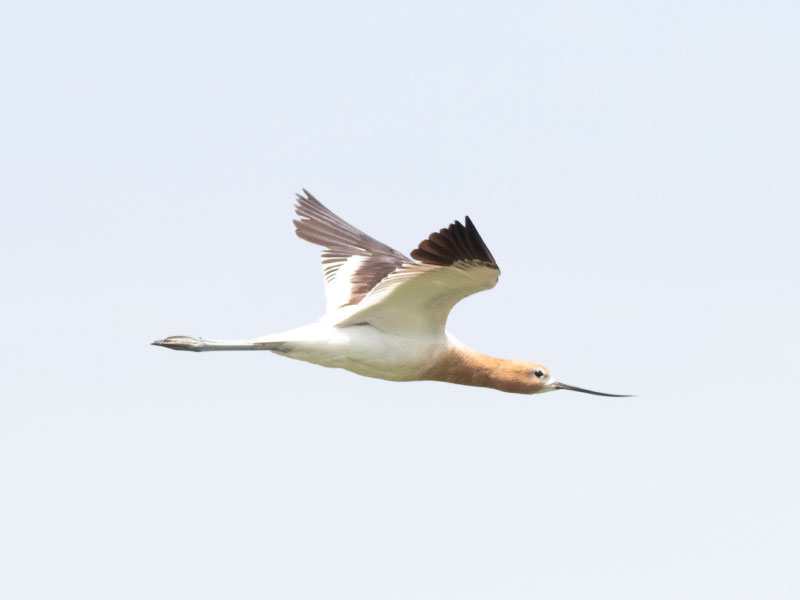 Mystery bird to be identified