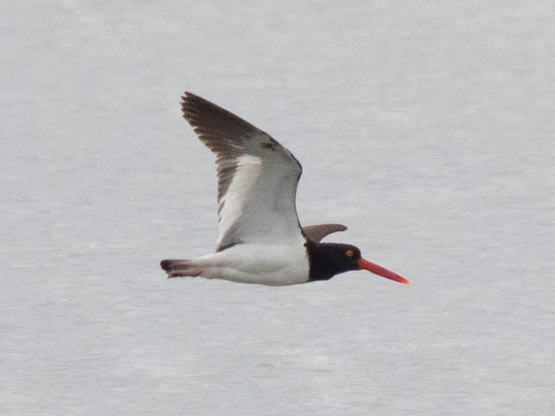 Mystery bird to be identified