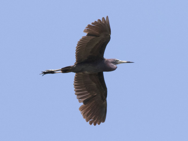 Mystery bird to be identified