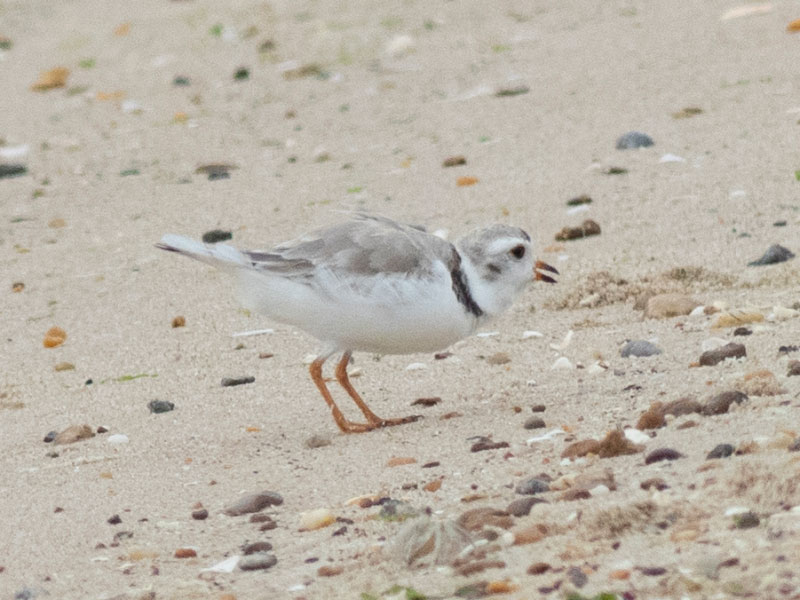 Mystery bird to be identified