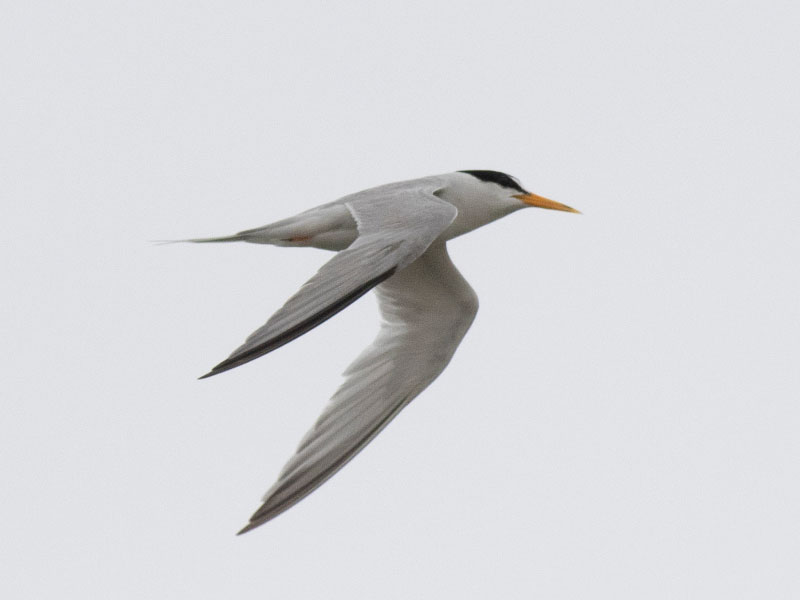 Mystery bird to be identified