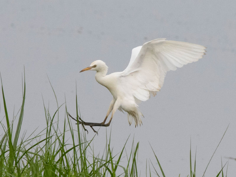 Mystery bird to be identified