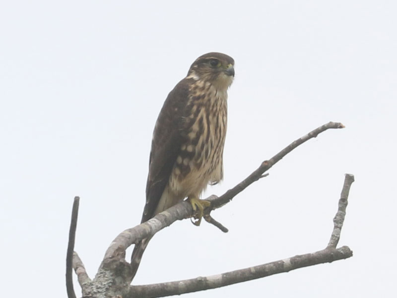 Mystery bird to be identified