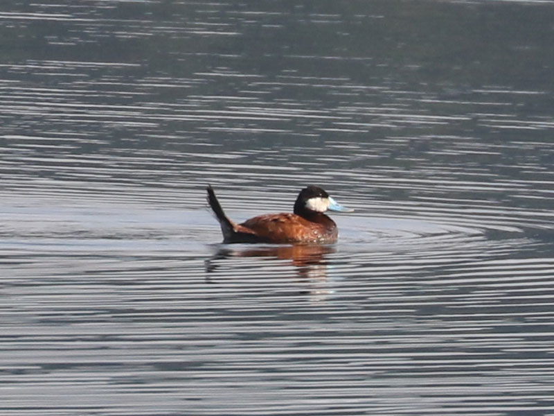 Mystery bird to be identified