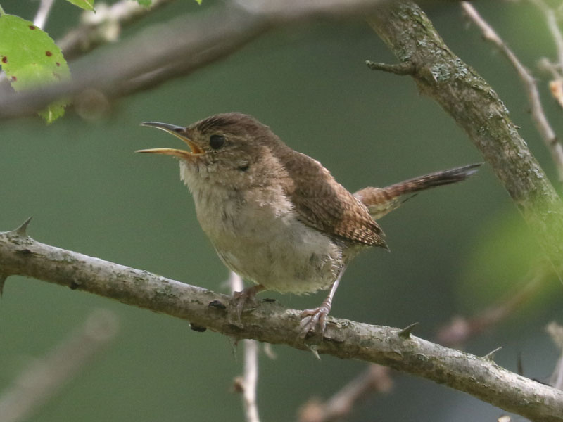 Mystery bird to be identified