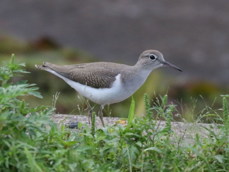 Mystery bird to be identified