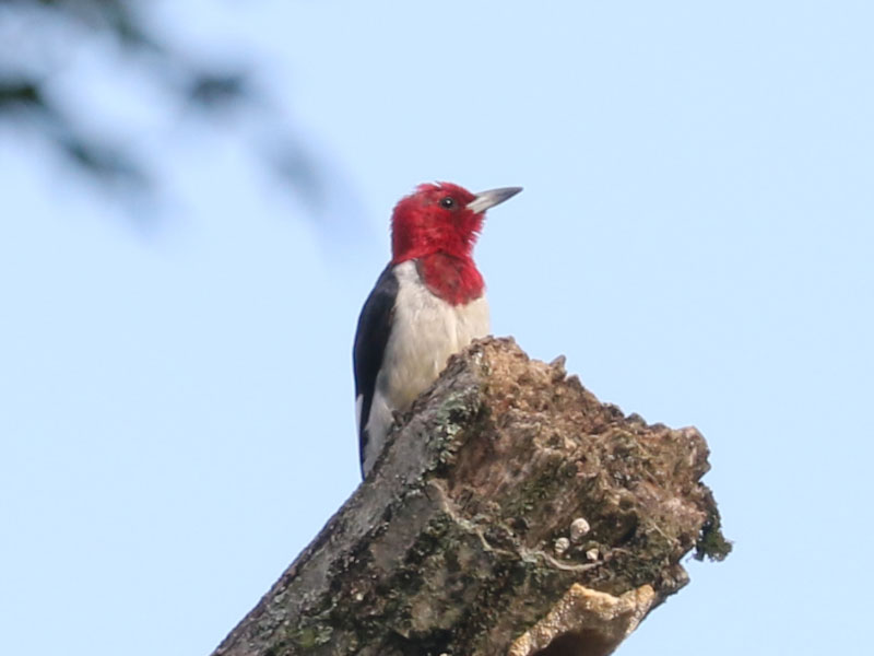 Mystery bird to be identified