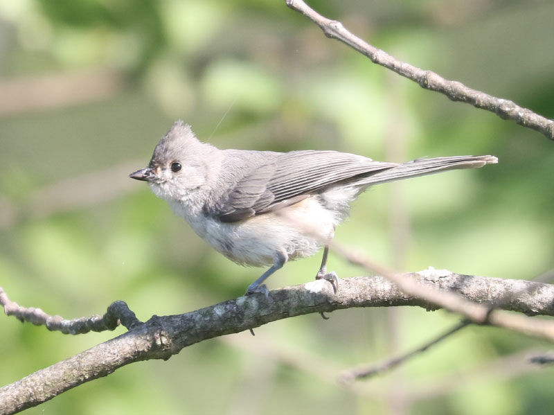 Mystery bird to be identified