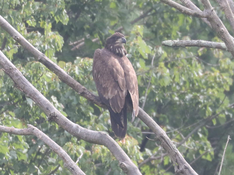 Mystery bird to be identified