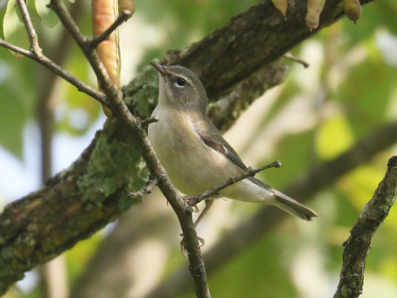 Mystery bird to be identified