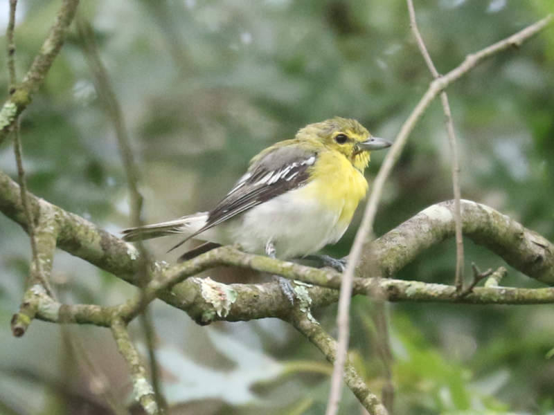 Mystery bird to be identified