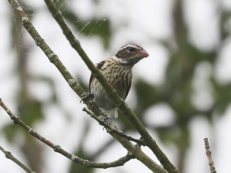 Mystery bird to be identified