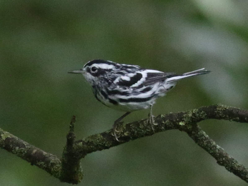 Mystery bird to be identified