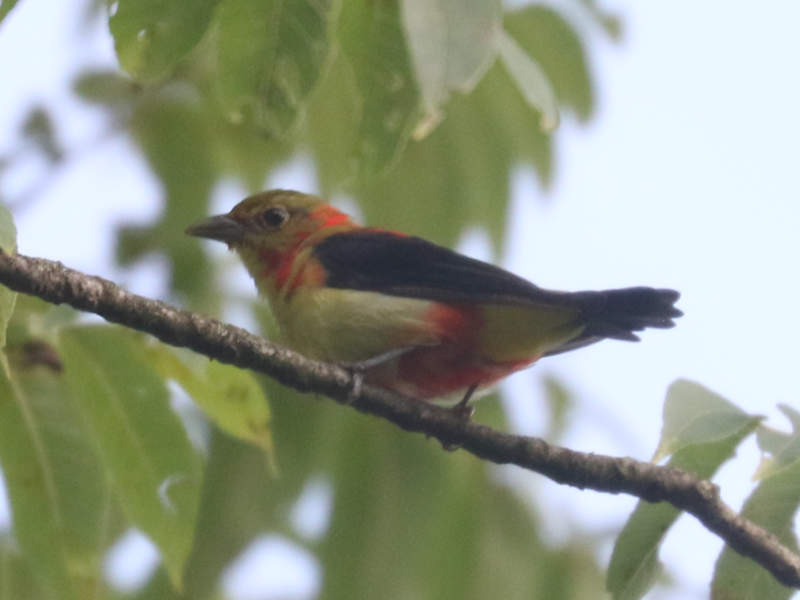 Mystery bird to be identified