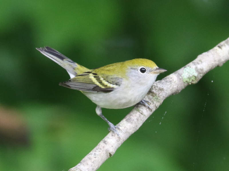 Mystery bird to be identified