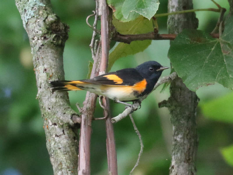 Mystery bird to be identified