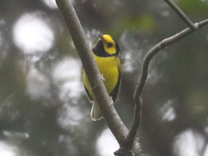 Mystery bird to be identified